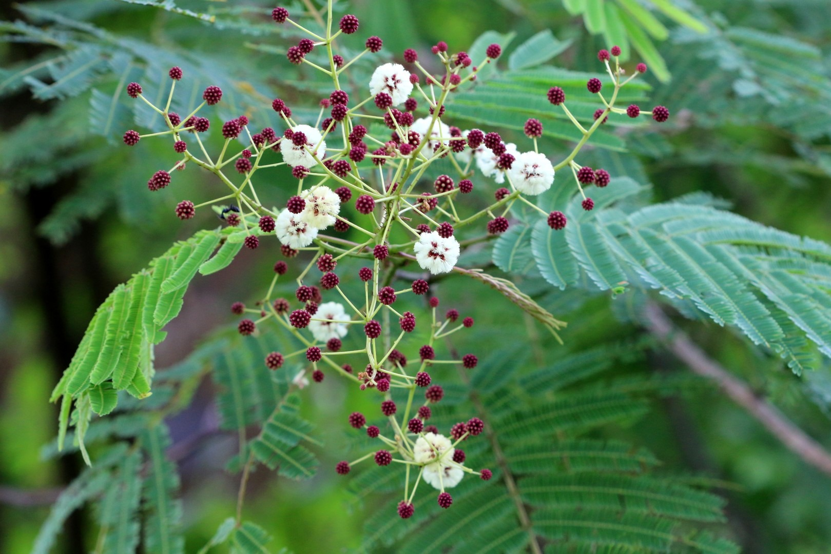 Catechu