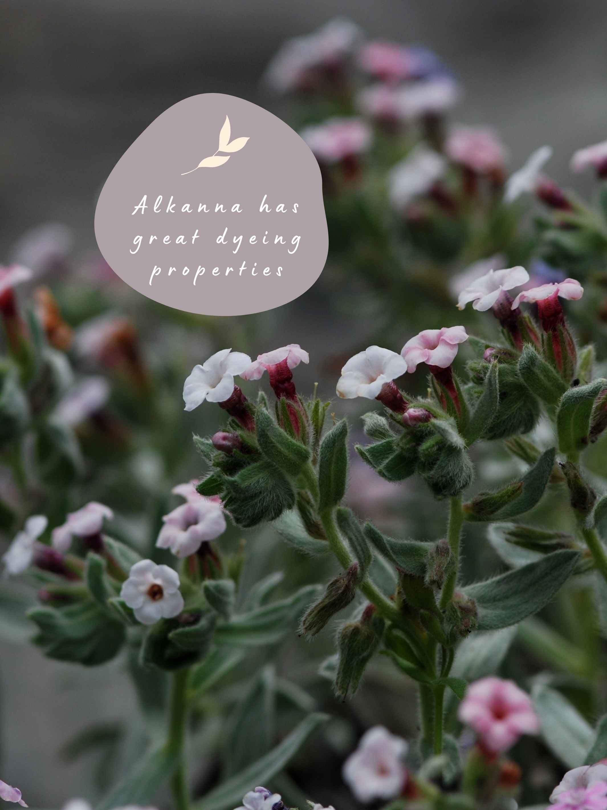 Alkanna Plant