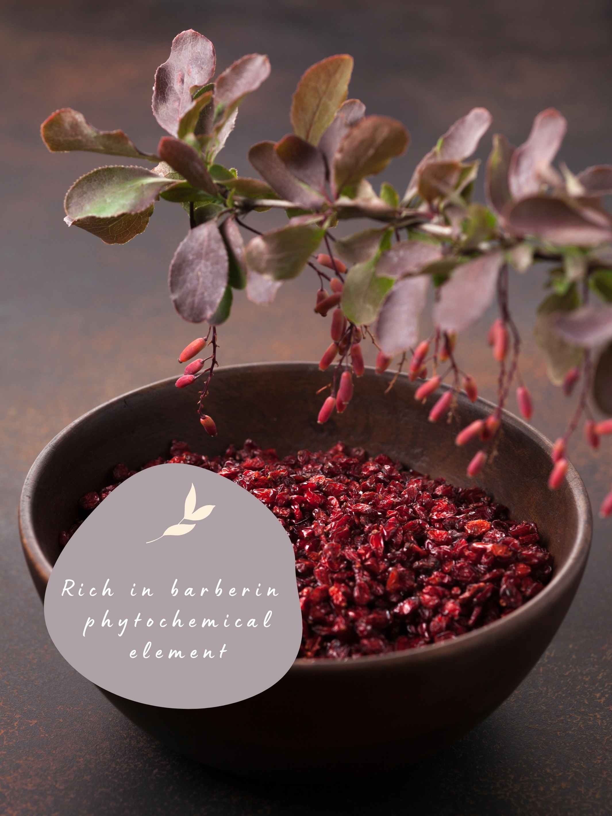 Rich in barberin phytochemical elements