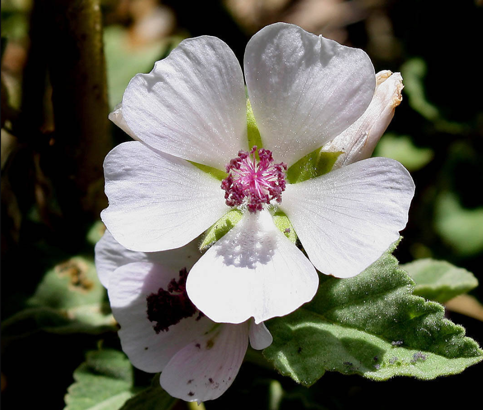 Althaea