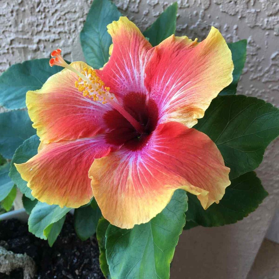 Hibiscus