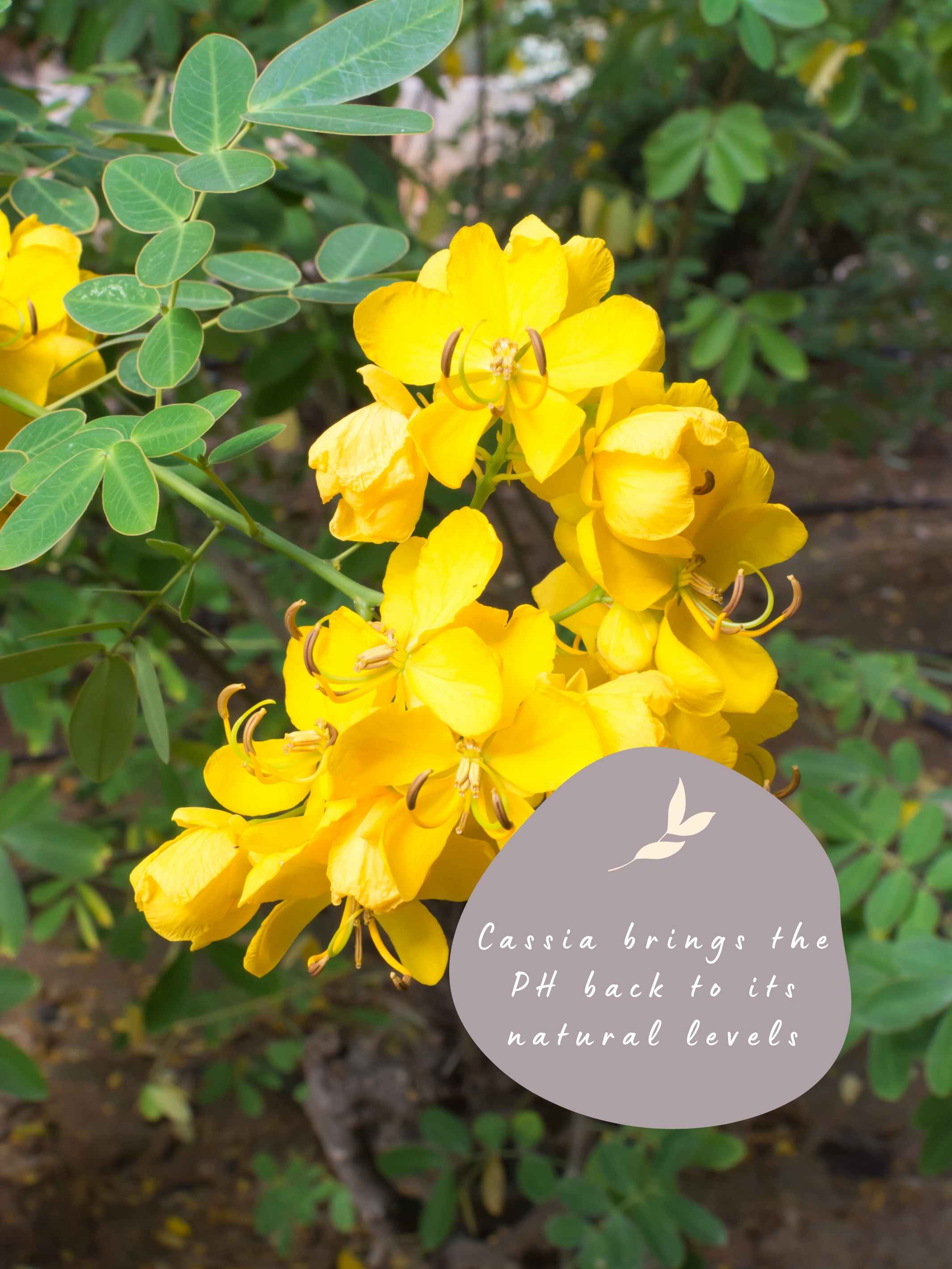 Cassia brings the PH back to its natural levels